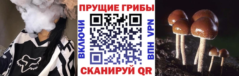 Купить закладки  Ноябрьск  Галлюциногенные грибы GOLDEN TEACHER 